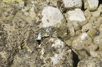 Flambé (Le) Iphiclides podalirius (Linnaeus, 1758)