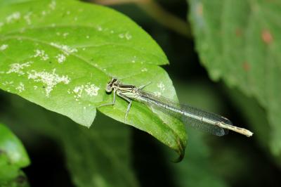 Agrion à larges pattes, Pennipatte bleuâtre Platycnemis pennipes (Pallas, 1771)