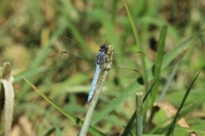 Orthétrum bleuissant (L') Orthetrum coerulescens (Fabricius, 1798)