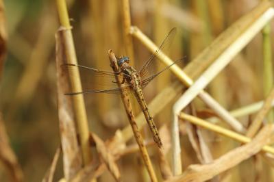 Orthétrum bleuissant (L') Orthetrum coerulescens (Fabricius, 1798)