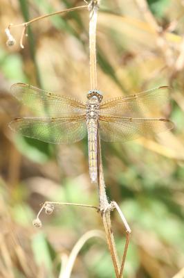 Orthétrum bleuissant (L') Orthetrum coerulescens (Fabricius, 1798)