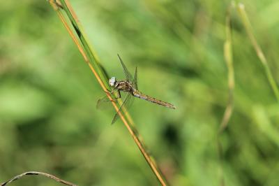 Orthétrum bleuissant (L') Orthetrum coerulescens (Fabricius, 1798)