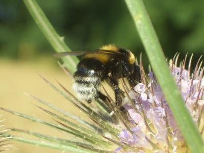 Bourdon des jardins Bombus hortorum (Linnaeus, 1760)