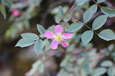 Rosier des Vosges, Rosier glauque Rosa ferruginea Vill., 1779