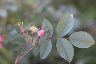 Rosier des Vosges, Rosier glauque Rosa ferruginea Vill., 1779