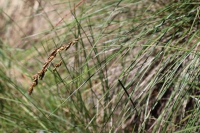Queyrel Patzkea paniculata (L.) G.H.Loos, 2010