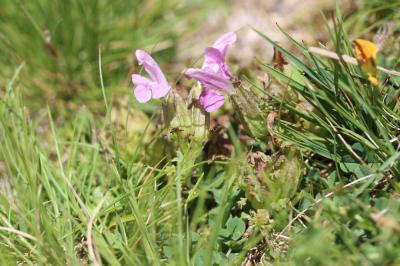 Pédiculaire des forêts, Pédiculaire des bois, Herb Pedicularis sylvatica L., 1753