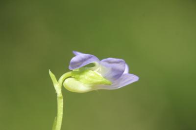 Viola laricicola Marcussen, 2003