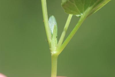  Viola laricicola Marcussen, 2003