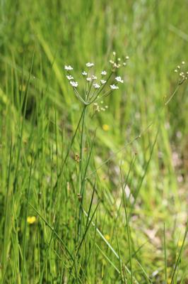 Carum verticillé Trocdaris verticillatum (L.) Raf., 1840