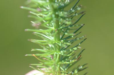 Carum verticillé Trocdaris verticillatum (L.) Raf., 1840