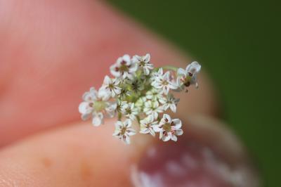 Carum verticillé Trocdaris verticillatum (L.) Raf., 1840