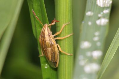  Aelia rostrata Boheman, 1852