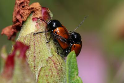  Cryptocephalus bipunctatus (Linnaeus, 1758)