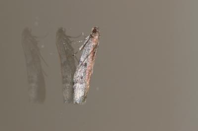  Ephestia Guenée, 1845