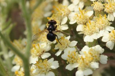  Cistogaster globosa (Fabricius, 1775)