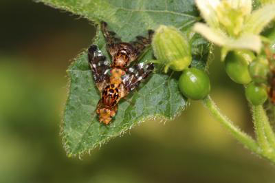  Goniglossum wiedemanni (Meigen, 1826)