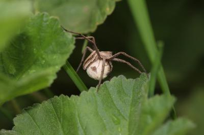Pisaure admirable Pisaura mirabilis (Clerck, 1758)