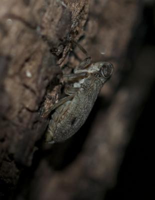 Isside commun Issus coleoptratus (Fabricius, 1781)