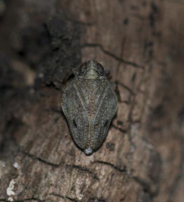 Isside commun Issus coleoptratus (Fabricius, 1781)