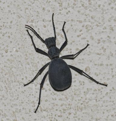 Elénophore Elenophorus collaris (Linnaeus, 1767)