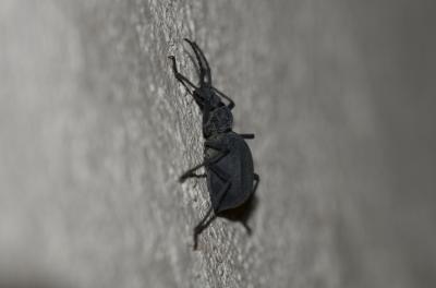 Elénophore Elenophorus collaris (Linnaeus, 1767)
