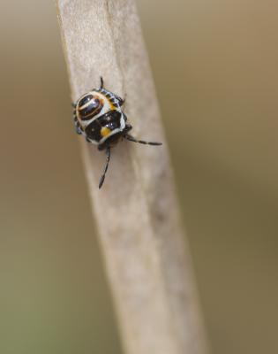  Eurydema ornata (Linnaeus, 1758)