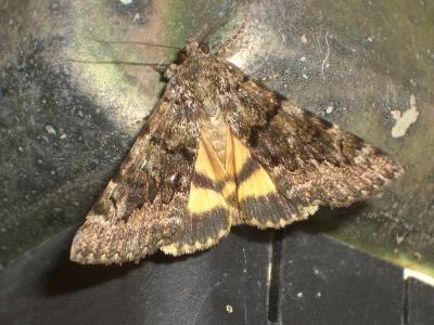 Nymphagogue (La) Catocala nymphagoga (Esper, 1787)