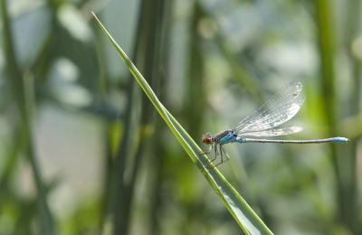 Naïade au corps vert (La) Erythromma viridulum (Charpentier, 1840)