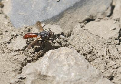  Cylindromyia bicolor (Olivier, 1812)