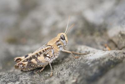 Caloptène italien, Criquet italien, Calliptame ita Calliptamus italicus (Linnaeus, 1758)