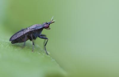  Coremacera marginata (Fabricius, 1775)