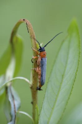  Oberea oculata (Linnaeus, 1758)