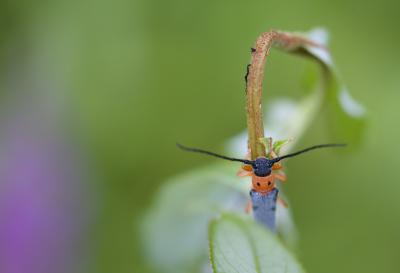  Oberea oculata (Linnaeus, 1758)