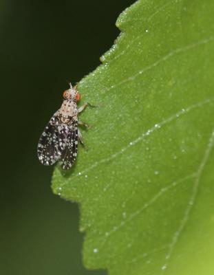  Trypetoptera punctulata (Scopoli, 1763)