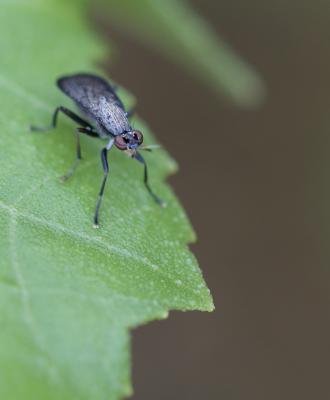  Coremacera marginata (Fabricius, 1775)