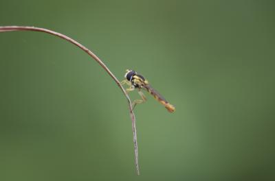  Sphaerophoria scripta (Linnaeus, 1758)