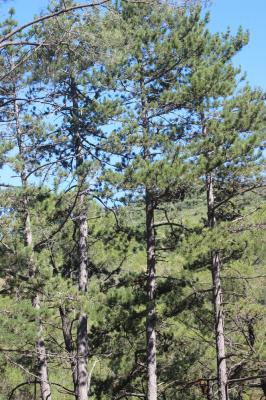 Largge Pinus nigra subsp. laricio Maire, 1928