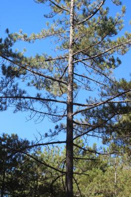 Largge Pinus nigra subsp. laricio Maire, 1928