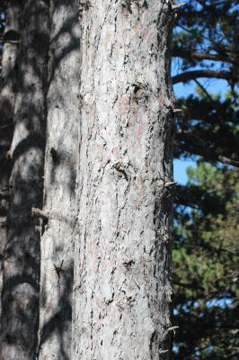Largge Pinus nigra subsp. laricio Maire, 1928