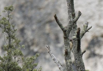 Pic vert, Pivert Picus viridis Linnaeus, 1758