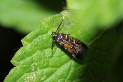  Pancalia leuwenhoekella (Linnaeus, 1760)