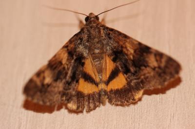 Nymphagogue (La) Catocala nymphagoga (Esper, 1787)