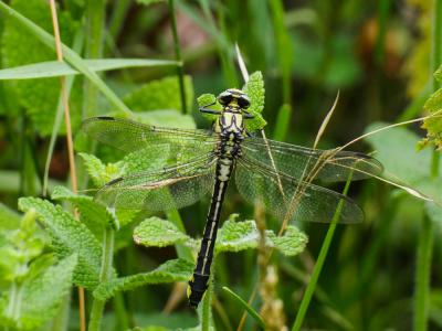 Gomphe vulgaire (Le) Gomphus vulgatissimus (Linnaeus, 1758)