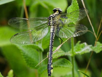 Gomphe vulgaire (Le) Gomphus vulgatissimus (Linnaeus, 1758)