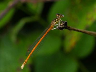 Agrion orangé Platycnemis acutipennis Selys, 1841