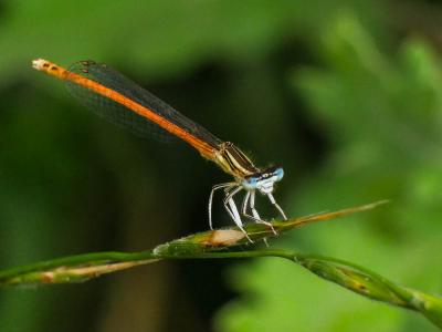 Agrion orangé Platycnemis acutipennis Selys, 1841