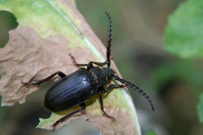  Prionus coriarius (Linnaeus, 1758)