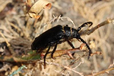  Prionus coriarius (Linnaeus, 1758)