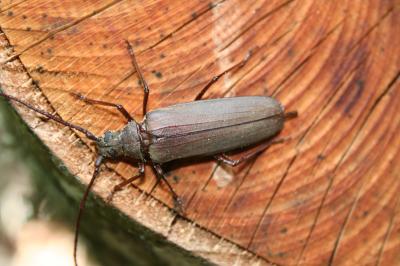 Aegosome scabricorne Aegosoma scabricorne (Scopoli, 1763)